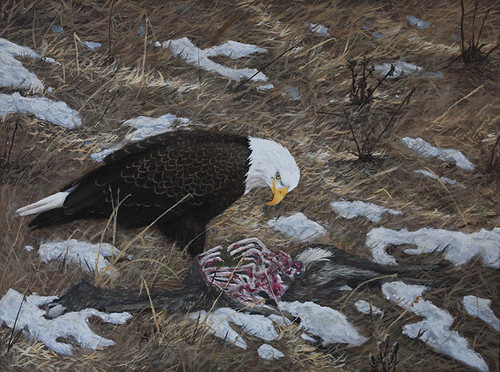 Eagle Feeding by Sid's art