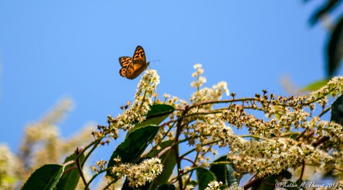 Butterfly on top of Cherry Laurel