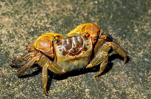 漢氏螳臂蟹 (Chiromantes dehaani) 是泥質海岸邊常見的物種，有時甚至會跑到路上。（圖片攝影：施習德）