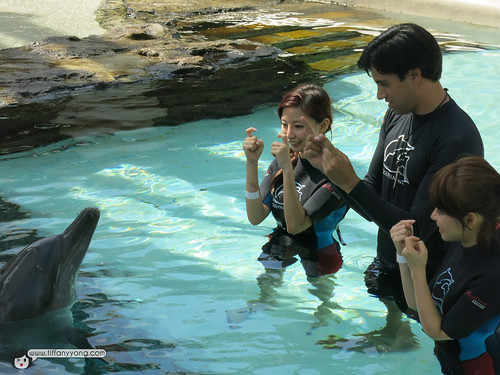 interacting with dolphin