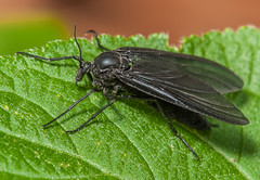 Dark-winged Fungus Gnats (Sciaridae)