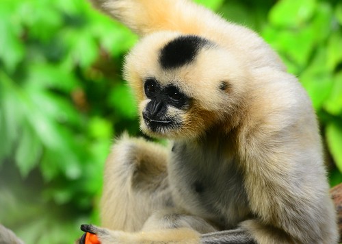 White Gibbon - Melbourne Zoo
