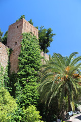 Alcazaba and palms