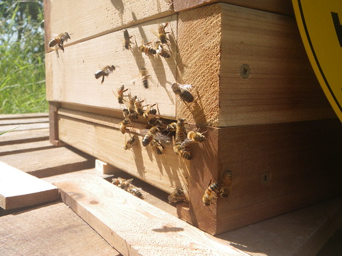 lots of bees and the entrance reducers