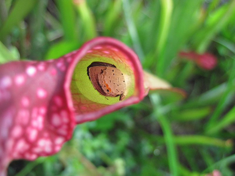 A Meal. A butterfly sinks into the trap of a pitcher plant