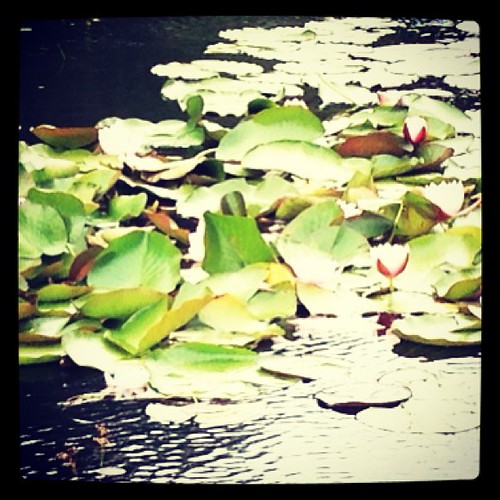 Water lilies on the quarry pool.
