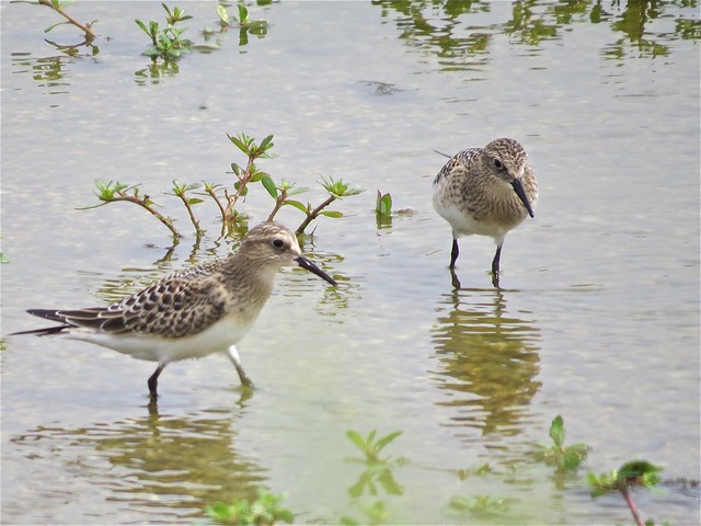 Baird's Sandpiper at El Paso Sewage Treatment Ponds in Woodford County, IL 02