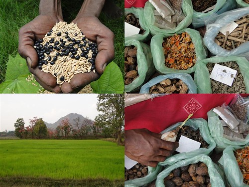 Medicinal Rice Formulations for Diabetes Complications, Heart and Kidney Diseases (TH Group-96) from Pankaj Oudhia’s Medicinal Plant Database by Pankaj Oudhia