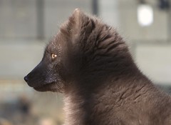 Arctic fox /Refir