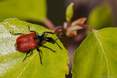 Coleoptera: Attelabidae of Finland