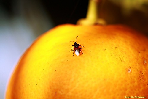 Naranja by Sergio Glez Photography