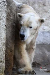 Polar Bear Yoghi et al 2014_01_15