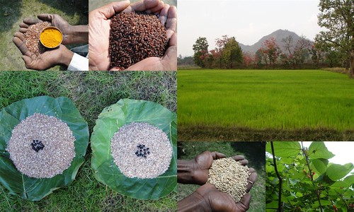 Validated and Potential Medicinal Rice Formulations for Hypertension (उच्च रक्तचाप) with Diabetes mellitus Type 2 (डायबीटीज) Complications (TH Group-328 special) from Pankaj Oudhia’s Medicinal Plant Database by Pankaj Oudhia