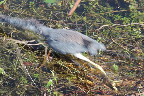 Tri-colored Heron lunging