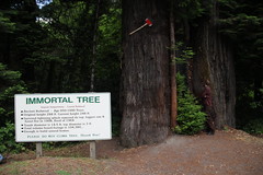 Immortal tree