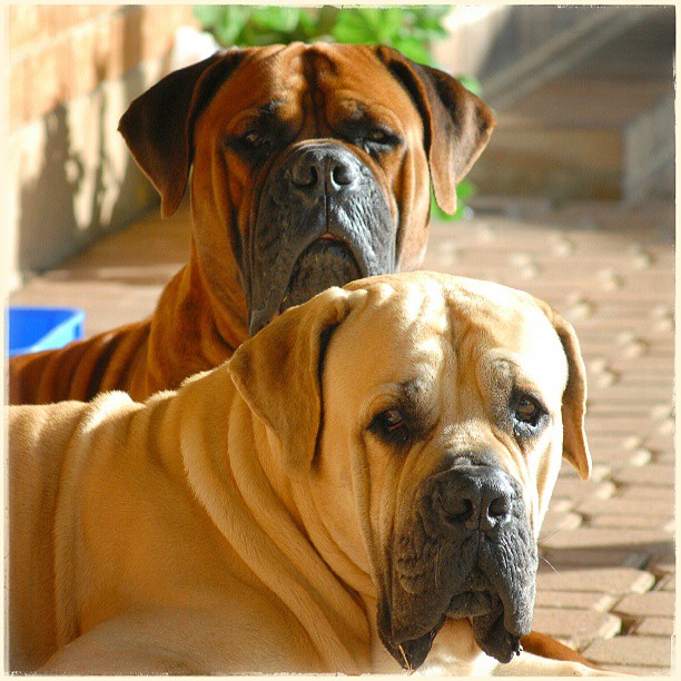 Boerboels Robin and Sly 