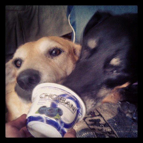 My girls getting their @chobani on! #dogstagram #chobanipowered #love #blueberry #adoptdontshop #rescue