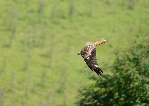Red Kite Diving at Gigrin Farm by Andy Pritchard - Barrowford