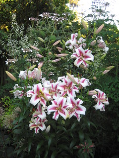 Lilium Contrast with companions 1