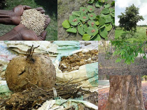 Medicinal Rice Formulations for Diabetes Complications and Heart Diseases (TH Group-61) from Pankaj Oudhia’s Medicinal Plant Database by Pankaj Oudhia