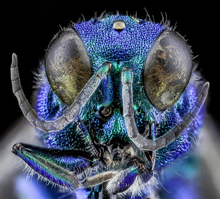 Chrysidid Wasp, U, Face, UT, Utah County_2013-08-09-16.56.13 ZS PMax