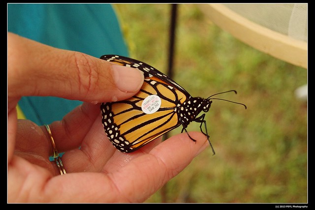 Captive-bred Monarch butterfly (Danaus plexippus) to be released