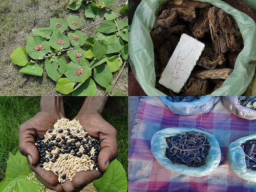 Medicinal Rice Formulations for Diabetes and Cancer Complications, Heart and Kidney Diseases (TH Group-100) from Pankaj Oudhia’s Medicinal Plant Database by Pankaj Oudhia