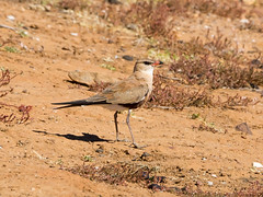 Glareolidae - Pratincoles and Coursers