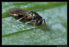 Hymenoptera/Pteromalidae