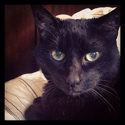 #fmsphotoaday November 8 - Someone I miss #catsofinstagram