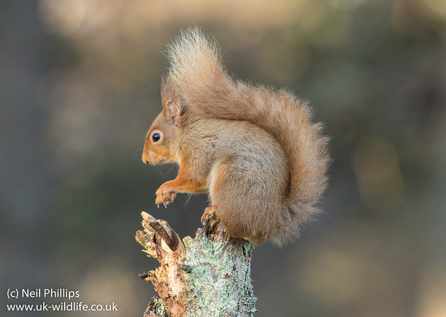 red squirrel-3