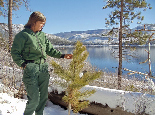 Gretchen Fitzgerald, forester on the San Juan National Forest in Colorado, checks the health of an eight-year-old ponderosa pine that has regenerated naturally on burned slopes west of Vallecito Reservoir. Some of the national forest where natural regeneration is lacking across the reservoir behind her will be replanted in 2015. (U.S. Forest Service/Ann Bond)