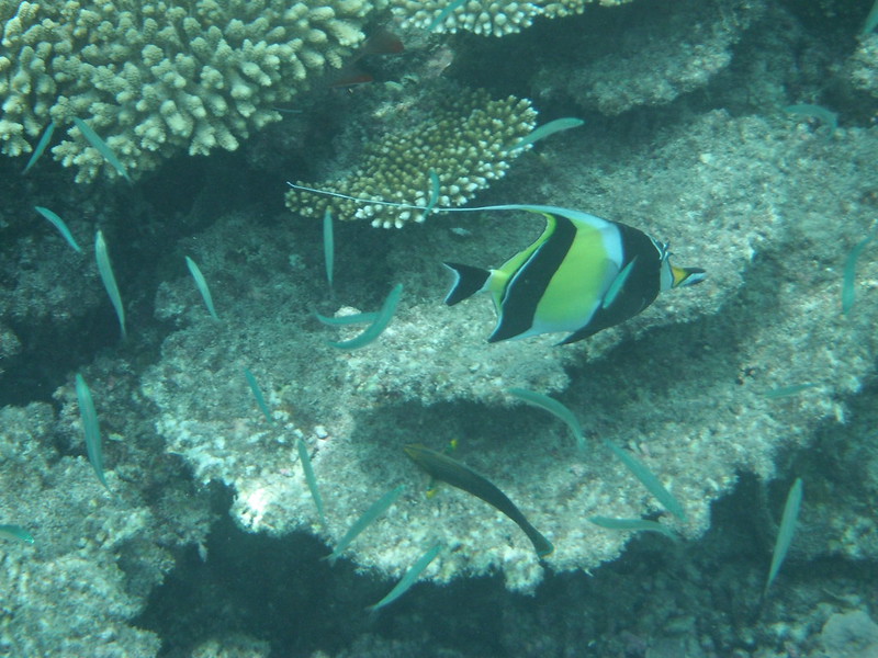 Maldivas Inolvidable - Blogs de Maldivas - El Reef (9)