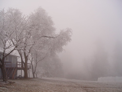 We've had gorgeous frosty and foggy weather lately - my favorite! by iamaprice(Amanda)