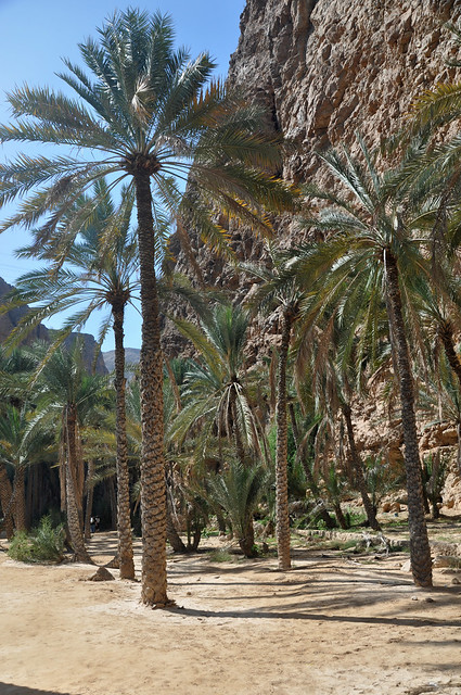 Wadi Shab (28)