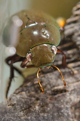 Water scavenger beetles