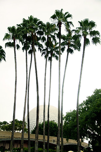 Epcot-Palm-Trees