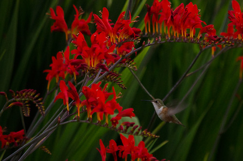 hummingbirds on the montbretia