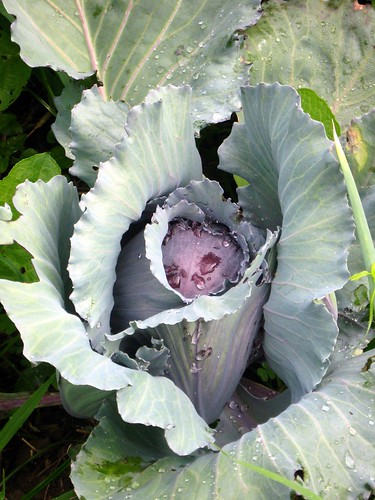 Cabbage Close Up