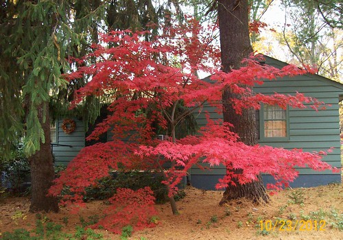 red japanese maple between big evergreens