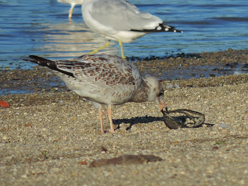 Immature Ring-billed Gull with sunglasses
