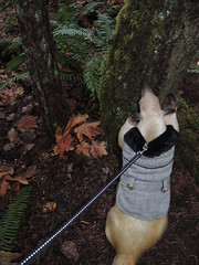 Checking out a tree