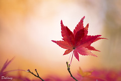 Autumn_Colors_2013