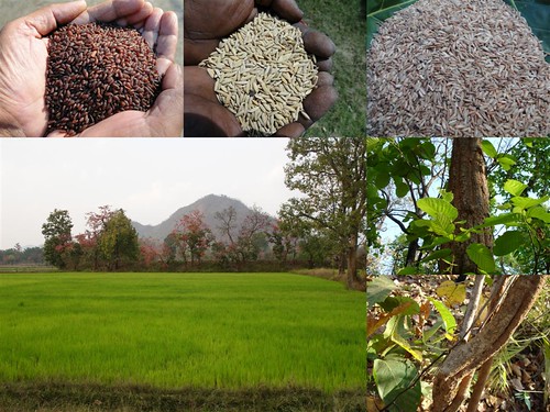 Validated and Potential Medicinal Rice Formulations for Diabetes mellitus Type 2 and Leukemia Complications (TH Group-202) from Pankaj Oudhia’s Medicinal Plant Database