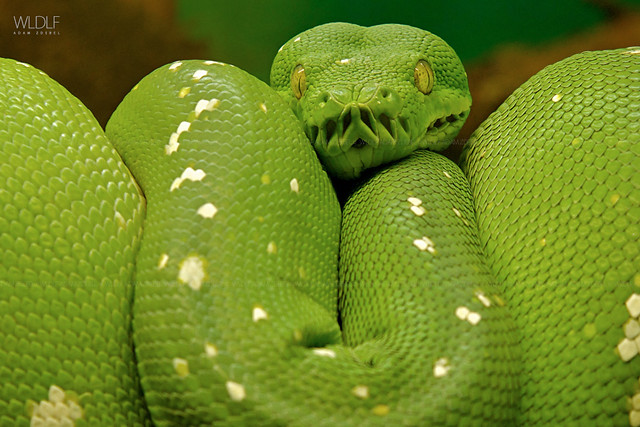 Green python