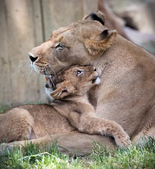Lion Cubs - National Zoo 2014
