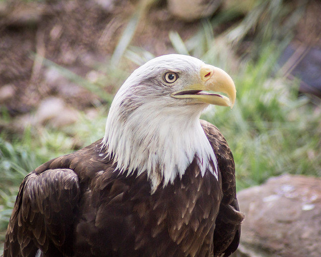 Bald Eagle, Eagle, 
