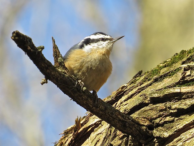 Red-breasted Nuthatch at Ewing Park in McLean County, IL 02