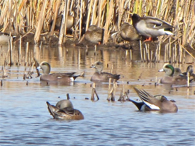 American Wigeon at Goose Lake Prairie State Park in Grundy County, IL