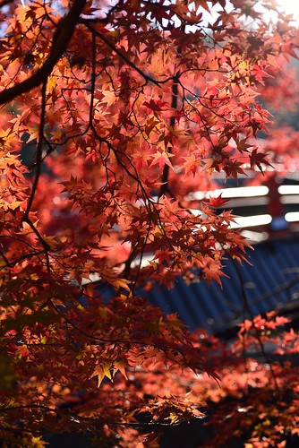 Autumnal leaves of Muro-ji temple No.2.